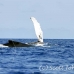 whale_humpback_h_00485_dom2533.jpg
